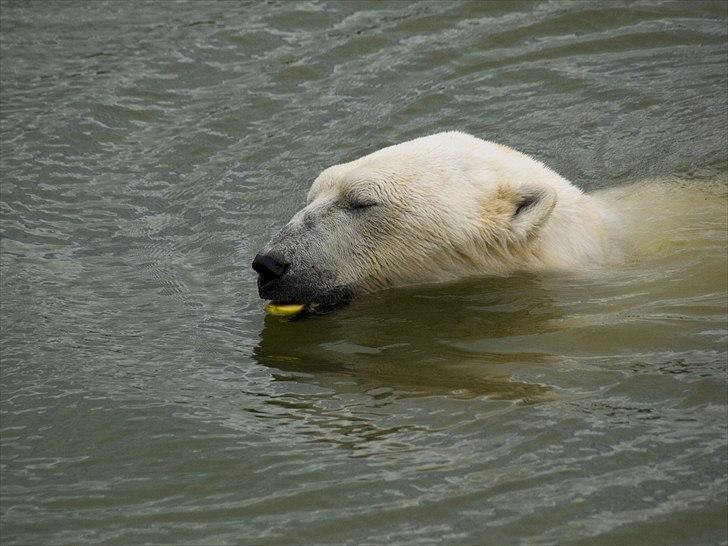 Tur i Skandinavisk Dyrepark og på Kaløvig Slotsruin billede 17