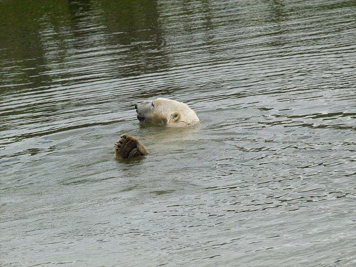 Tur i Skandinavisk Dyrepark og på Kaløvig Slotsruin billede 18