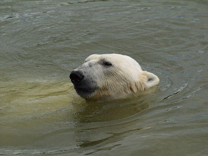Tur i Skandinavisk Dyrepark og på Kaløvig Slotsruin billede 19