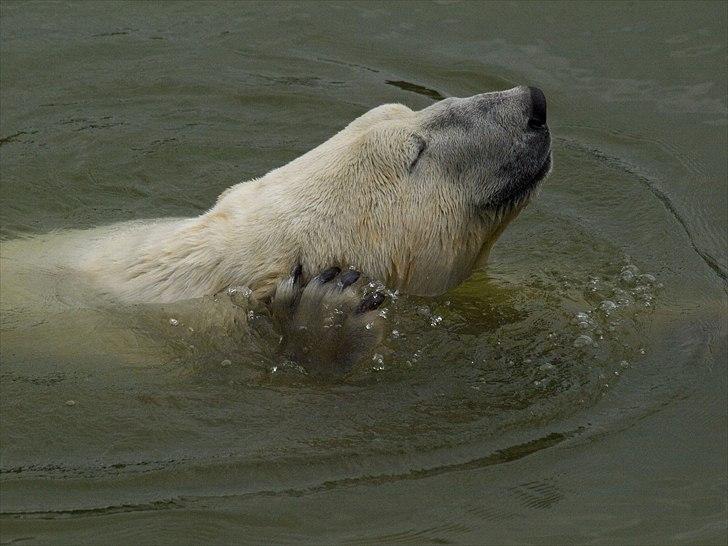 Tur i Skandinavisk Dyrepark og på Kaløvig Slotsruin billede 20