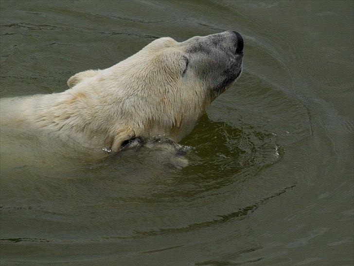 Tur i Skandinavisk Dyrepark og på Kaløvig Slotsruin billede 21