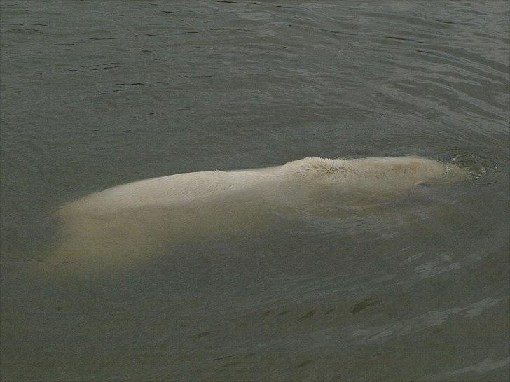 Tur i Skandinavisk Dyrepark og på Kaløvig Slotsruin billede 23