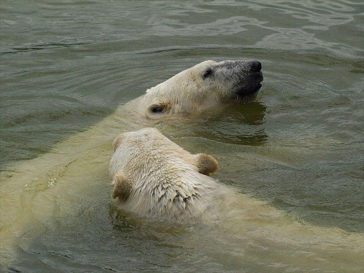Tur i Skandinavisk Dyrepark og på Kaløvig Slotsruin billede 24