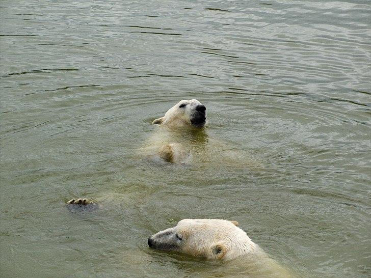 Tur i Skandinavisk Dyrepark og på Kaløvig Slotsruin billede 25