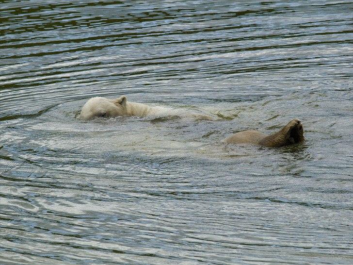 Tur i Skandinavisk Dyrepark og på Kaløvig Slotsruin billede 26