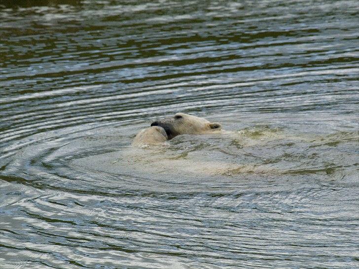 Tur i Skandinavisk Dyrepark og på Kaløvig Slotsruin billede 27