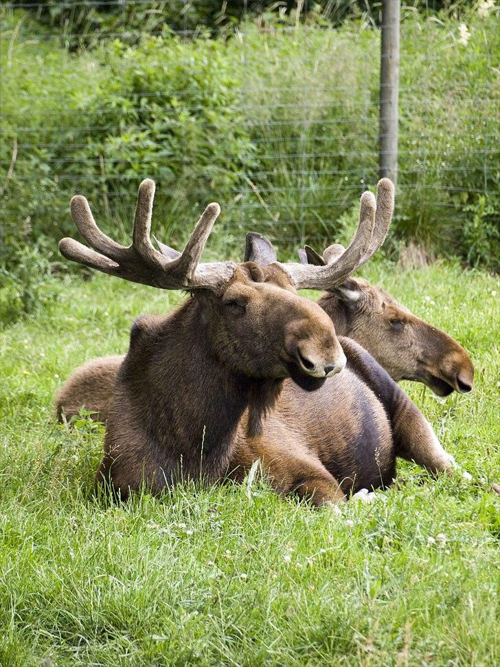Tur i Skandinavisk Dyrepark og på Kaløvig Slotsruin billede 28