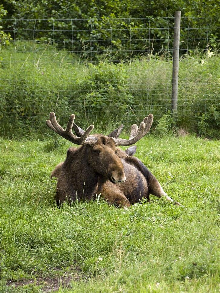 Tur i Skandinavisk Dyrepark og på Kaløvig Slotsruin billede 29