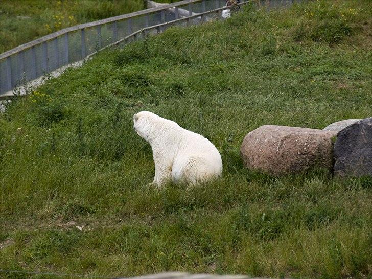 Tur i Skandinavisk Dyrepark og på Kaløvig Slotsruin billede 30