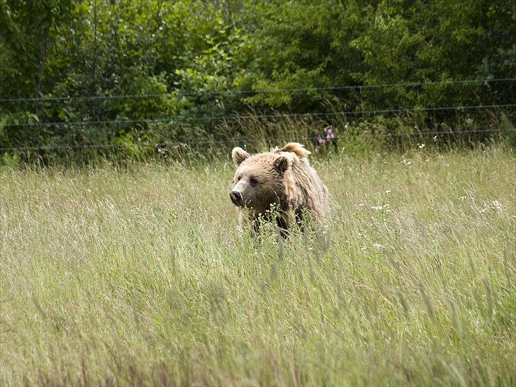 Tur i Skandinavisk Dyrepark og på Kaløvig Slotsruin billede 31