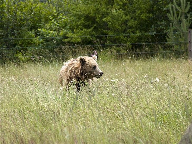 Tur i Skandinavisk Dyrepark og på Kaløvig Slotsruin billede 32