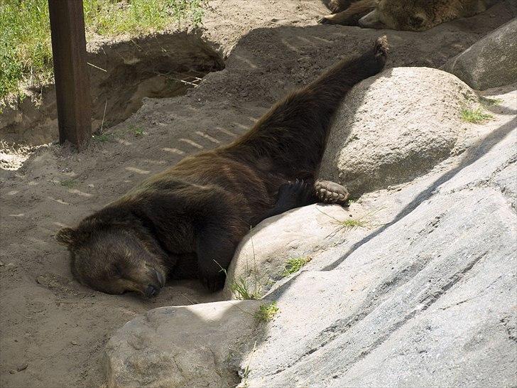 Tur i Skandinavisk Dyrepark og på Kaløvig Slotsruin billede 34