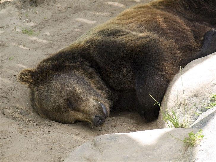 Tur i Skandinavisk Dyrepark og på Kaløvig Slotsruin billede 35