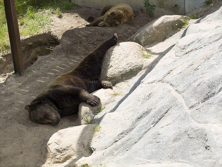 Tur i Skandinavisk Dyrepark og på Kaløvig Slotsruin billede 36