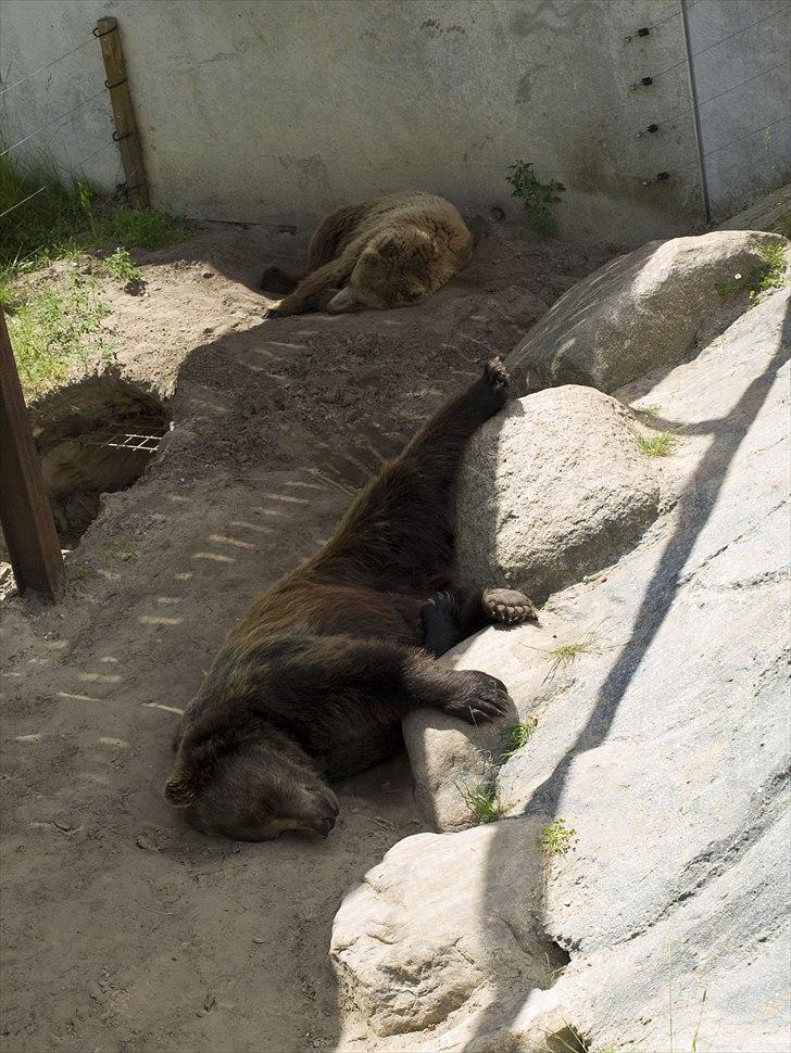 Tur i Skandinavisk Dyrepark og på Kaløvig Slotsruin billede 37