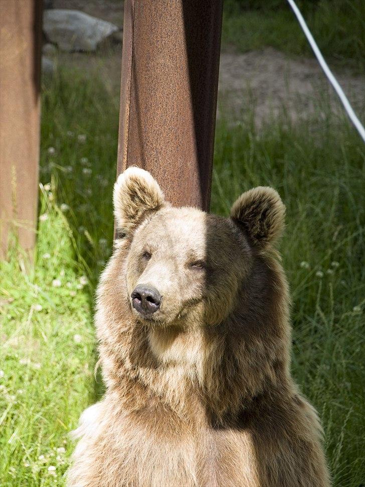 Tur i Skandinavisk Dyrepark og på Kaløvig Slotsruin billede 38