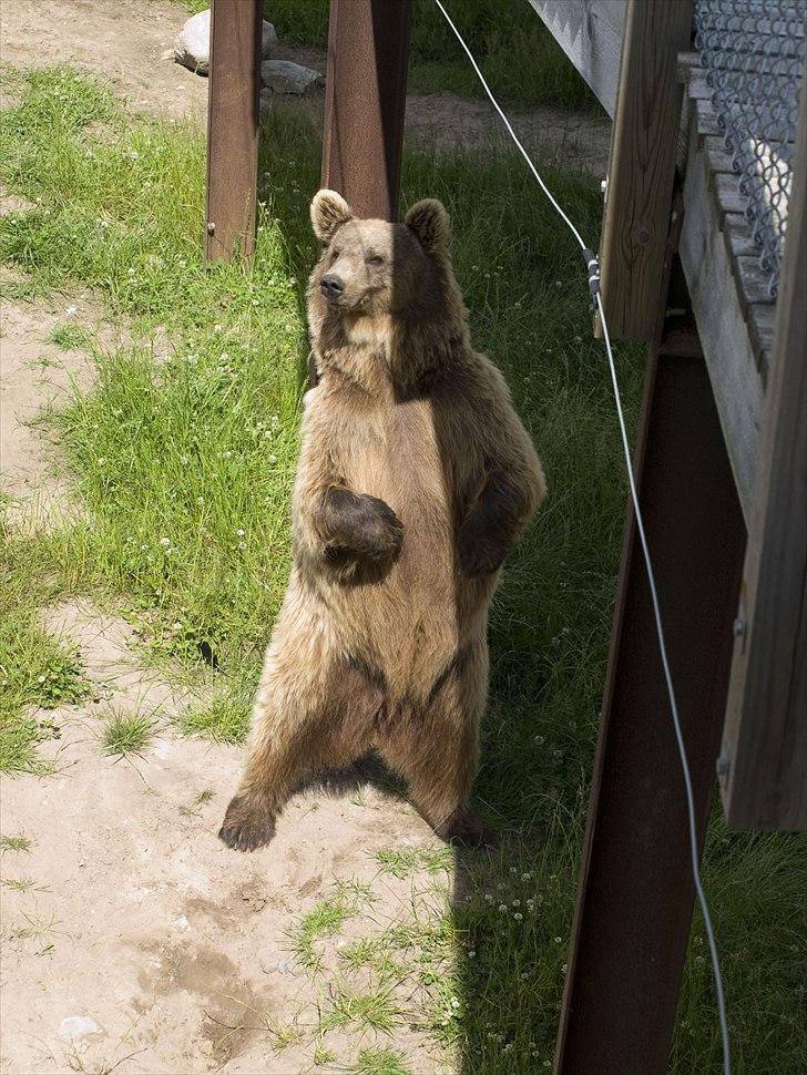 Tur i Skandinavisk Dyrepark og på Kaløvig Slotsruin billede 39