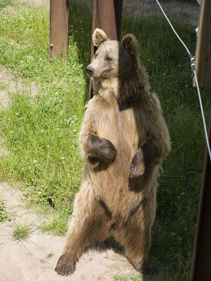 Tur i Skandinavisk Dyrepark og på Kaløvig Slotsruin billede 40