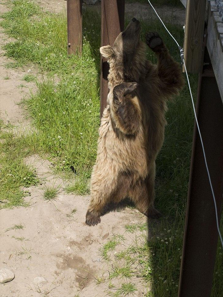 Tur i Skandinavisk Dyrepark og på Kaløvig Slotsruin billede 41