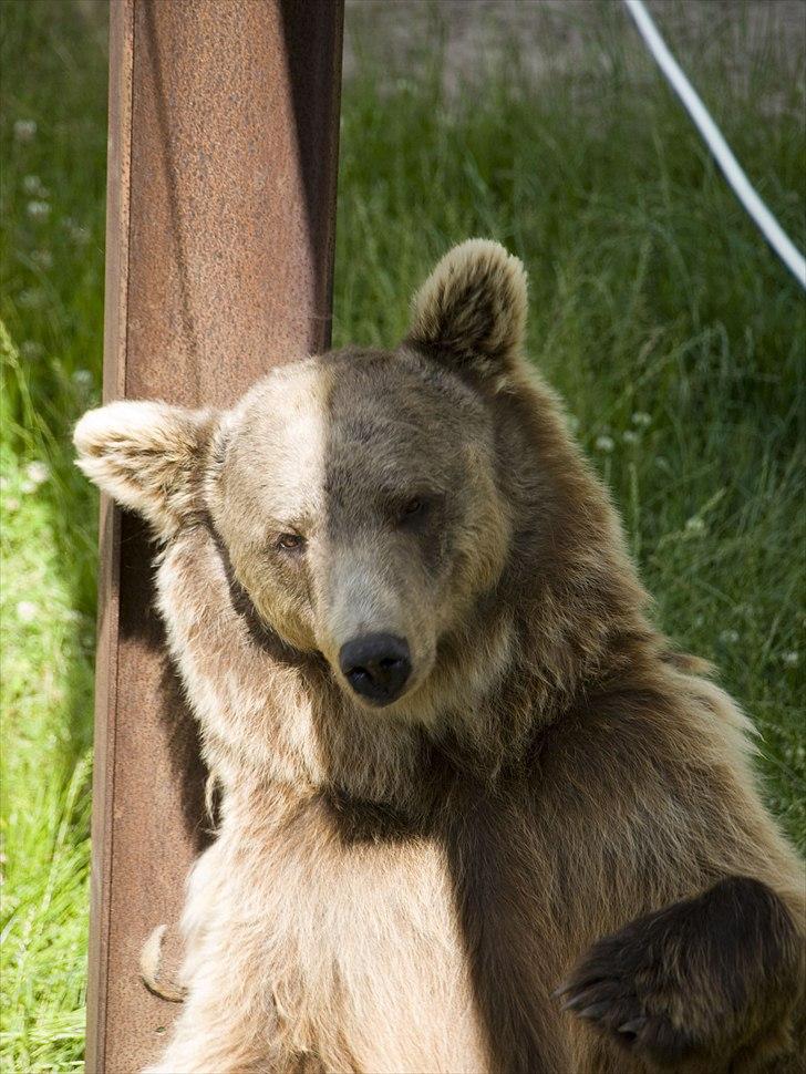 Tur i Skandinavisk Dyrepark og på Kaløvig Slotsruin billede 42