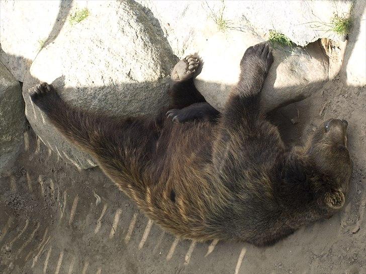 Tur i Skandinavisk Dyrepark og på Kaløvig Slotsruin billede 43