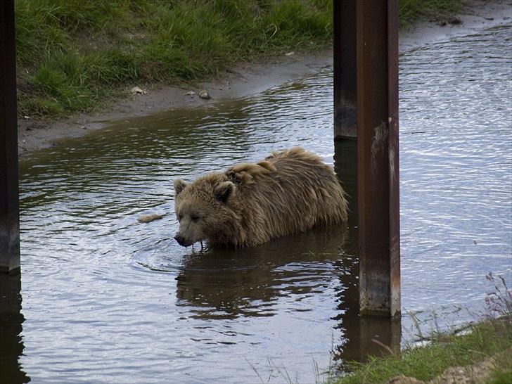Tur i Skandinavisk Dyrepark og på Kaløvig Slotsruin billede 44