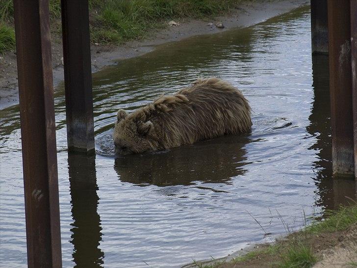 Tur i Skandinavisk Dyrepark og på Kaløvig Slotsruin billede 45