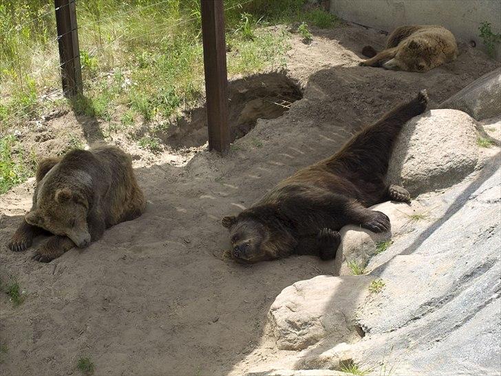 Tur i Skandinavisk Dyrepark og på Kaløvig Slotsruin billede 46