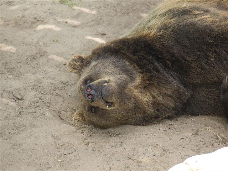 Tur i Skandinavisk Dyrepark og på Kaløvig Slotsruin billede 47