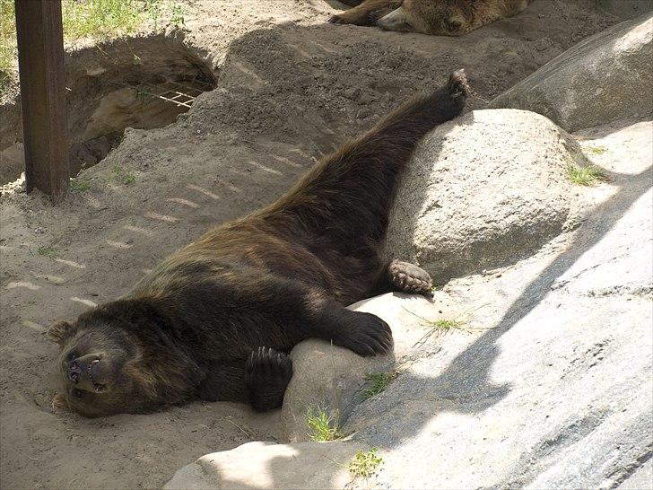 Tur i Skandinavisk Dyrepark og på Kaløvig Slotsruin billede 48