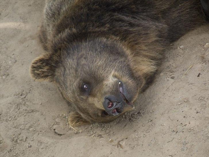 Tur i Skandinavisk Dyrepark og på Kaløvig Slotsruin billede 49