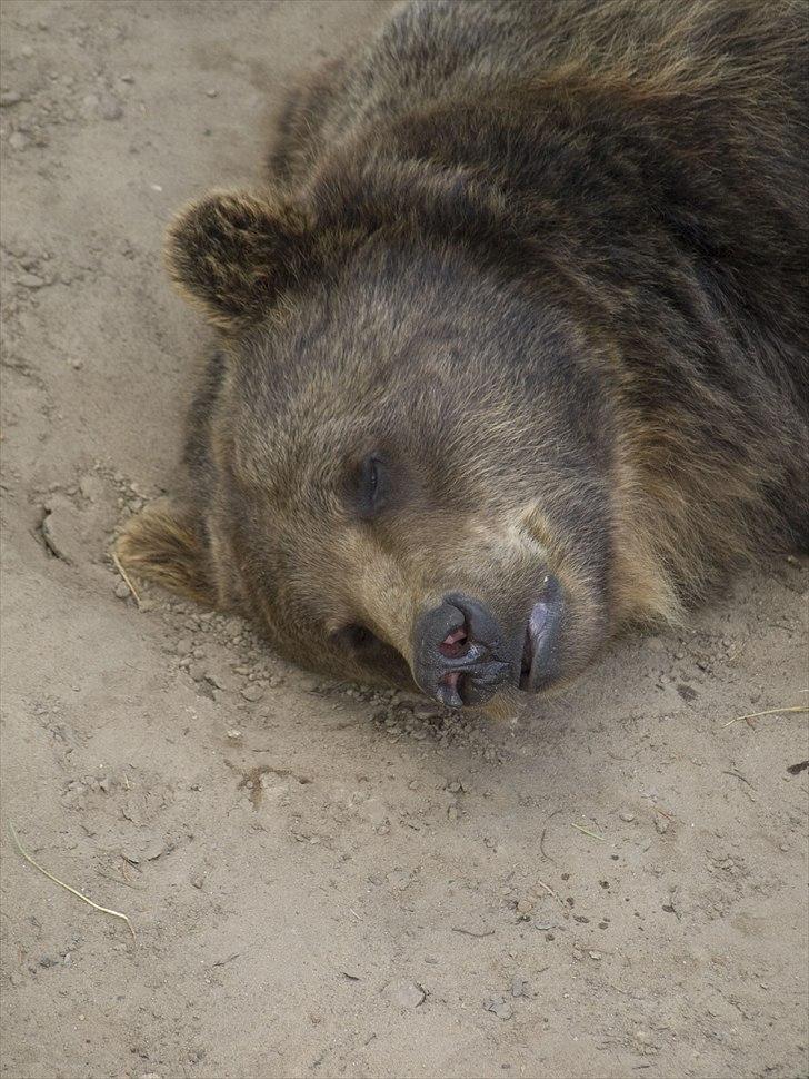 Tur i Skandinavisk Dyrepark og på Kaløvig Slotsruin billede 50