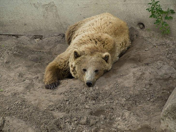 Tur i Skandinavisk Dyrepark og på Kaløvig Slotsruin billede 51