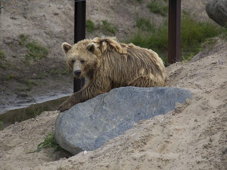 Tur i Skandinavisk Dyrepark og på Kaløvig Slotsruin billede 52