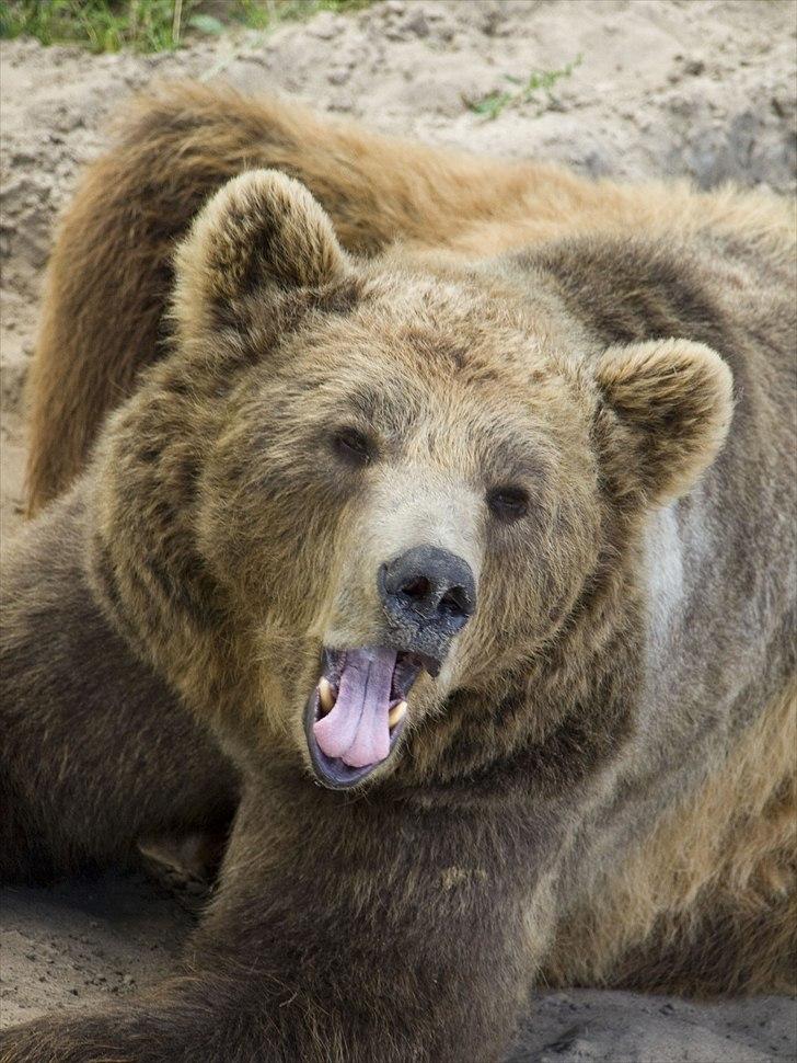 Tur i Skandinavisk Dyrepark og på Kaløvig Slotsruin billede 53