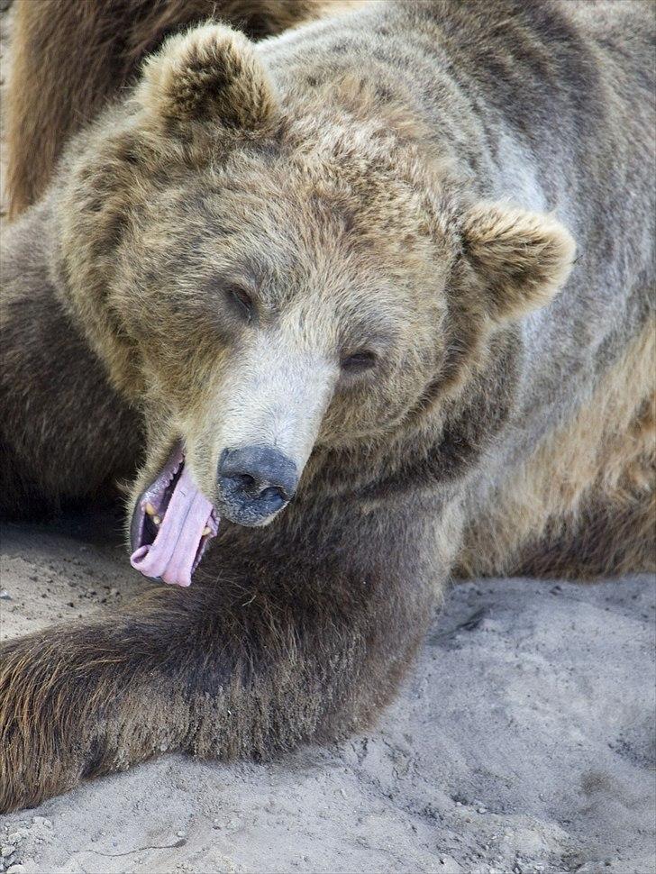Tur i Skandinavisk Dyrepark og på Kaløvig Slotsruin billede 54