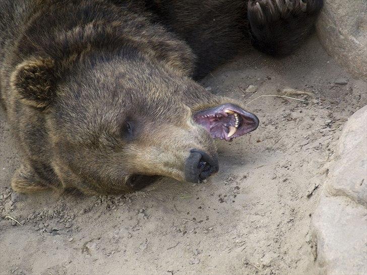 Tur i Skandinavisk Dyrepark og på Kaløvig Slotsruin billede 55