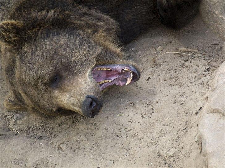 Tur i Skandinavisk Dyrepark og på Kaløvig Slotsruin billede 56