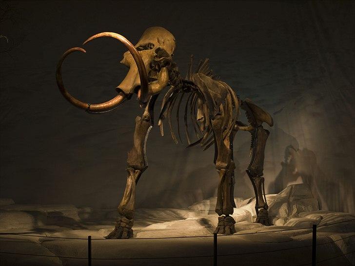 Tur i Skandinavisk Dyrepark og på Kaløvig Slotsruin billede 57