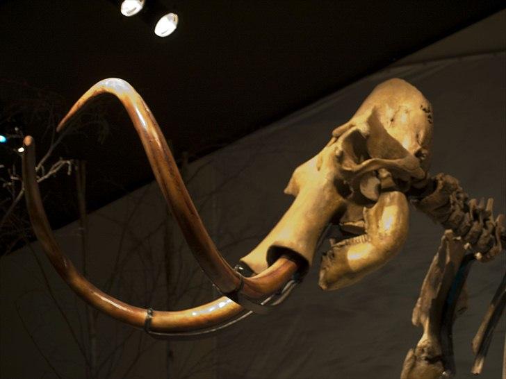 Tur i Skandinavisk Dyrepark og på Kaløvig Slotsruin billede 58