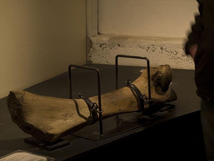 Tur i Skandinavisk Dyrepark og på Kaløvig Slotsruin billede 59