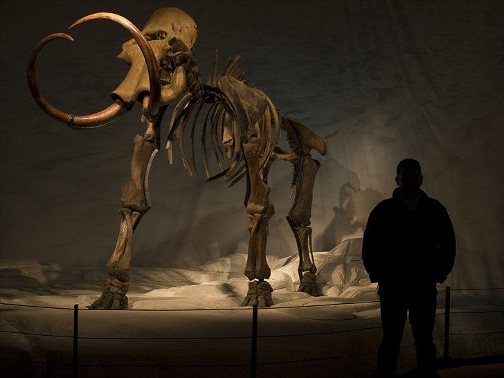 Tur i Skandinavisk Dyrepark og på Kaløvig Slotsruin billede 60