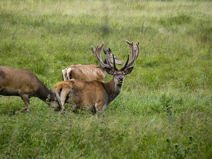 Tur i Skandinavisk Dyrepark og på Kaløvig Slotsruin billede 61