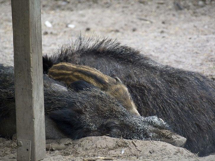 Tur i Skandinavisk Dyrepark og på Kaløvig Slotsruin billede 62