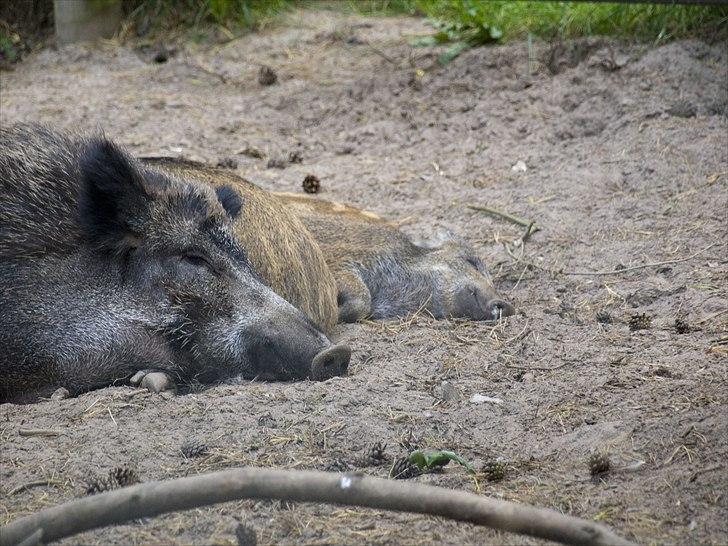 Tur i Skandinavisk Dyrepark og på Kaløvig Slotsruin billede 63