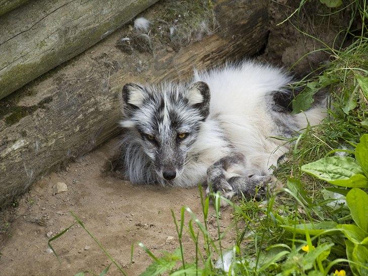 Tur i Skandinavisk Dyrepark og på Kaløvig Slotsruin billede 64
