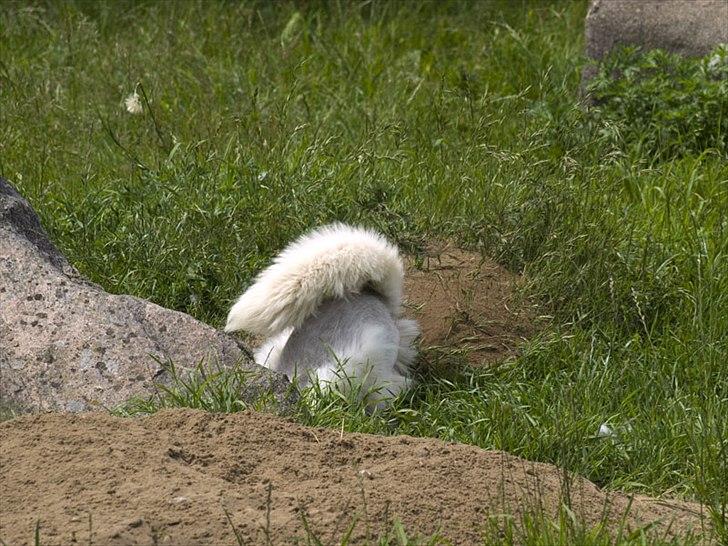 Tur i Skandinavisk Dyrepark og på Kaløvig Slotsruin billede 65