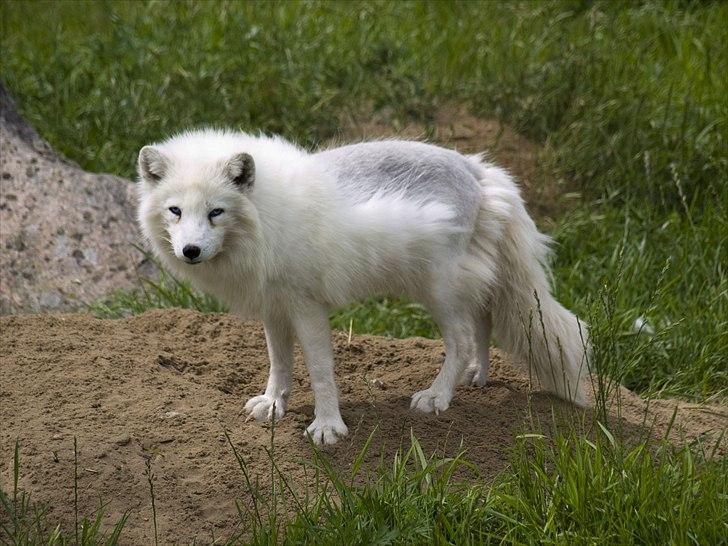 Tur i Skandinavisk Dyrepark og på Kaløvig Slotsruin billede 66