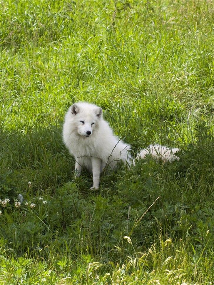 Tur i Skandinavisk Dyrepark og på Kaløvig Slotsruin billede 67