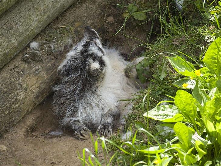 Tur i Skandinavisk Dyrepark og på Kaløvig Slotsruin billede 68